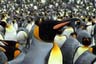 les manchots royaux