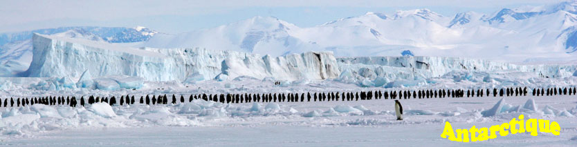 Marche des empereurs, en Antarctique